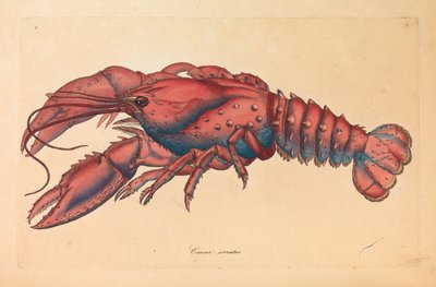 Serrated Lobster, Cancer serratus by James Sowerby